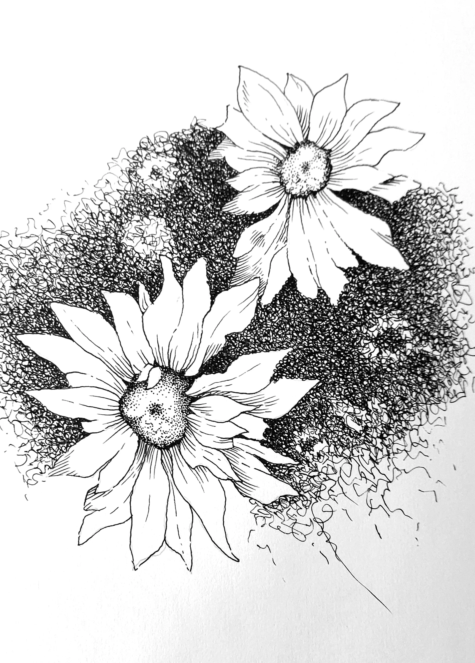 Ink drawing of sunflowers with stippled foliage